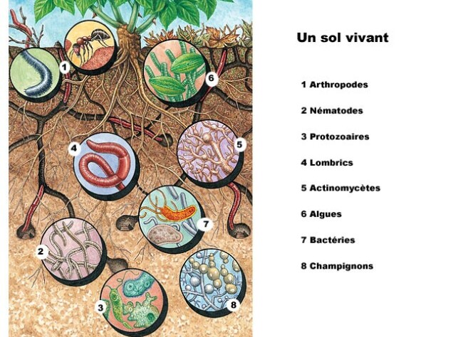 dossier - La permaculture renverse les dogmes de l'agronomie  traditionnelle Sol-vivant-legende-web2-l650-h474-c