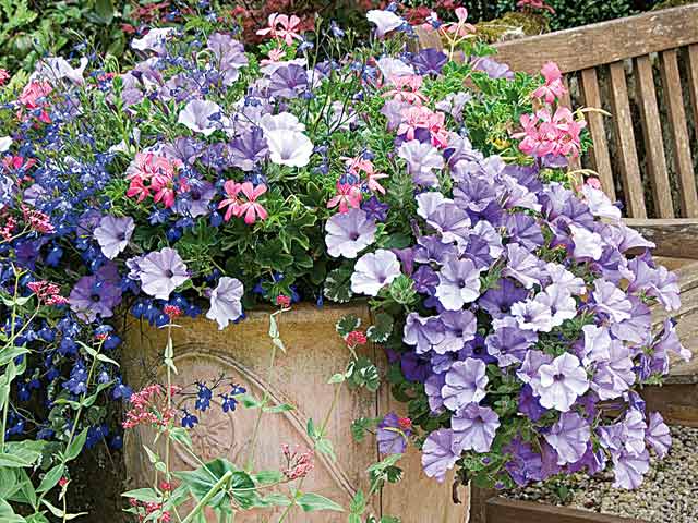 vive le jardin  Surfinia-geranium-lierre