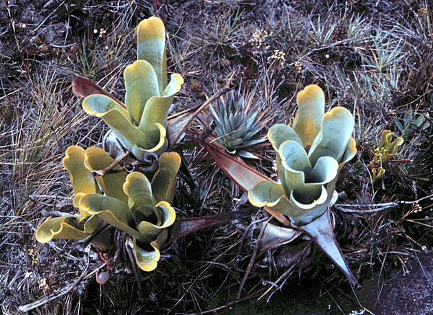 Les familles de plantes carnivores. MR-carnbrom