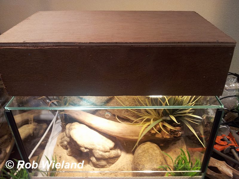 New viv for my future Aspidelaps lubricus cowlesi Sized18