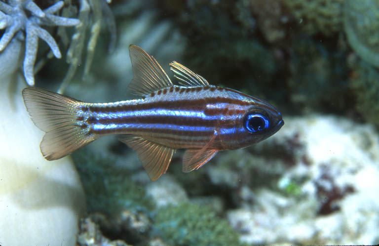 Les Écailles de Toufous! : Pari risqué: 3 couples de clown!!! - Page 6 Apogon%20compressus%20Ochre-lined%20cardinalfish