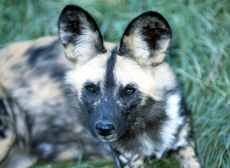 الكلب المُتَعقِّب الأفريقي African Hunting Dog Lycaon pictus Lycaon%20pictus%20African%20hunting%20dog%20portrait