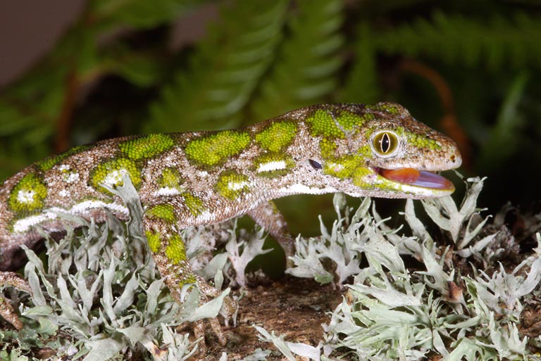 NAULTINUS ELEGANS Naultinus%20stellatus%20Nelson%20green%20gecko%206