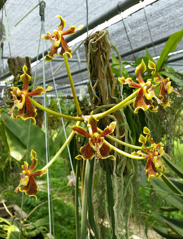 Neues aus Ricci's Orchideengarten in Thailand - März bis Mai 2017 IMG_20170424_114007-01