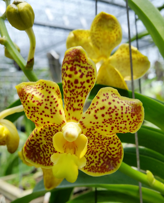 Neues aus Ricci's Orchideengarten in Thailand - März bis Mai 2017 IMG_20170424_115145-01