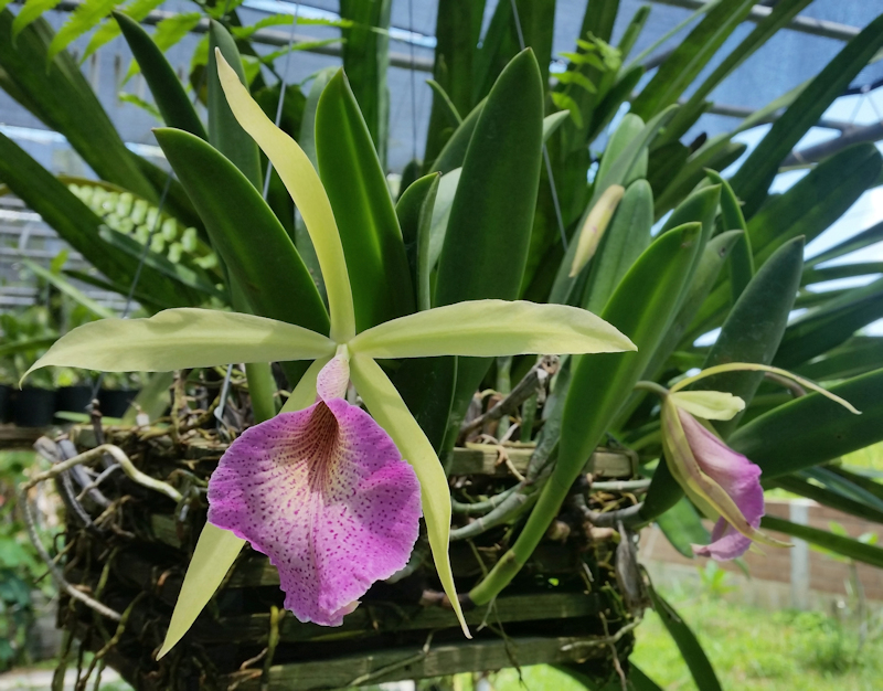 Neues aus Ricci's Orchideengarten in Thailand - März bis Mai 2017 IMG_20170513_110929-01