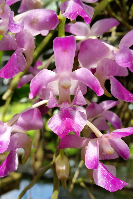 Neues aus Ricci's Orchideengarten in Thailand - März bis Mai 2017 IMG_20170518_101903-01