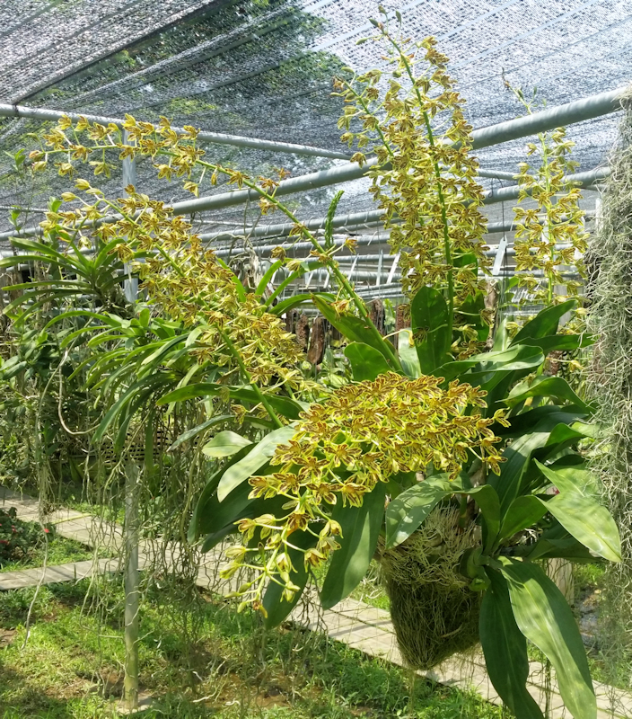 Neues aus Ricci's Orchideengarten in Thailand - März bis Mai 2017 IMG_20170523_112923-01