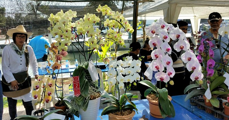 Orchideenausstellung zur Chiang Mai Flower Show  IMG_20170203_141811