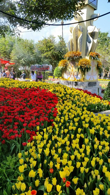 Orchideenausstellung zur Chiang Mai Flower Show  IMG_20170203_142829