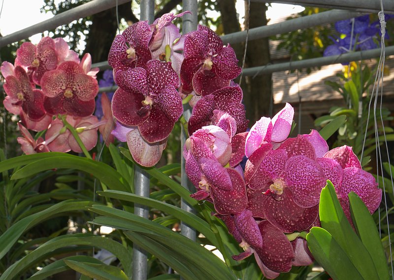 Dezembertreff des Orchideenverein Chiang Mai P1500543