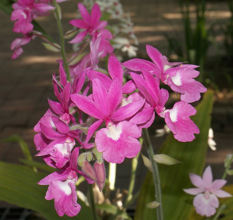 Dezembertreff des Orchideenverein Chiang Mai P1500547