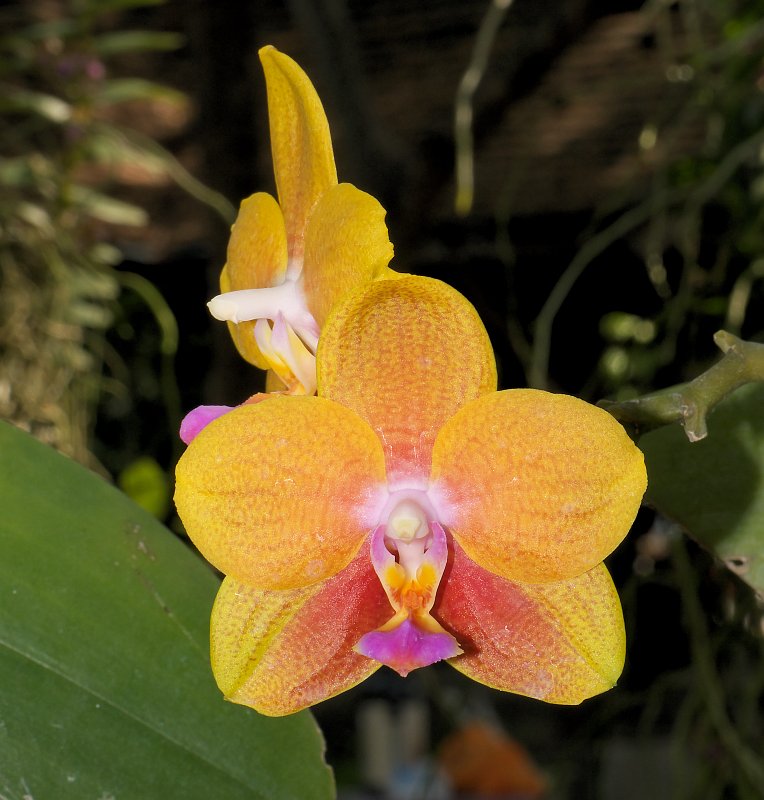 Dezembertreff des Orchideenverein Chiang Mai P1500555