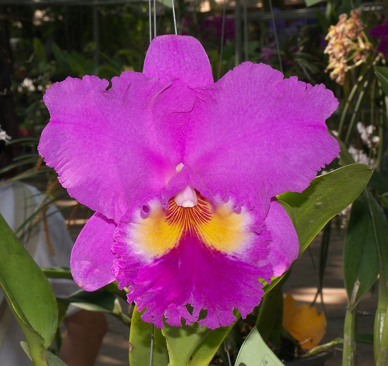 Dezembertreff des Orchideenverein Chiang Mai P1500560