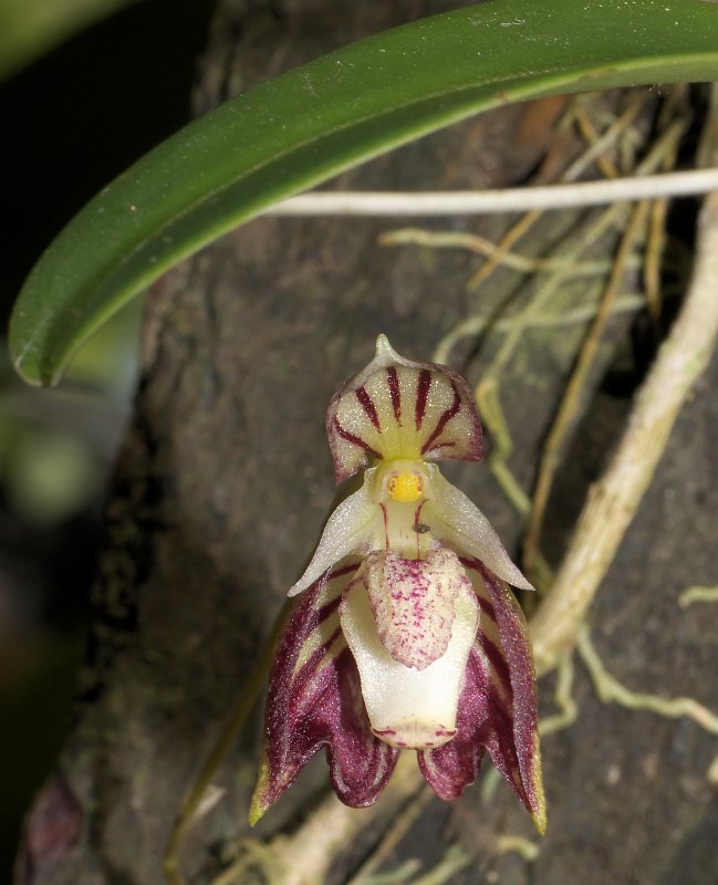 Januar-Treff des Orchideenvereins Chiang Mai P1500873
