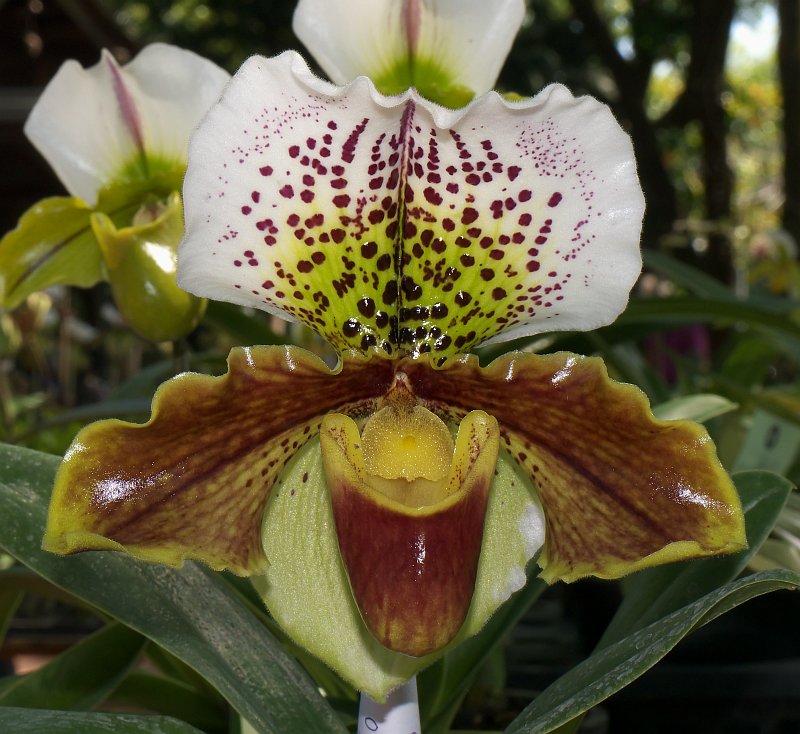 Januar-Treff des Orchideenvereins Chiang Mai P1500881