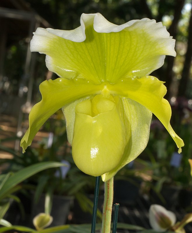 Januar-Treff des Orchideenvereins Chiang Mai P1500883