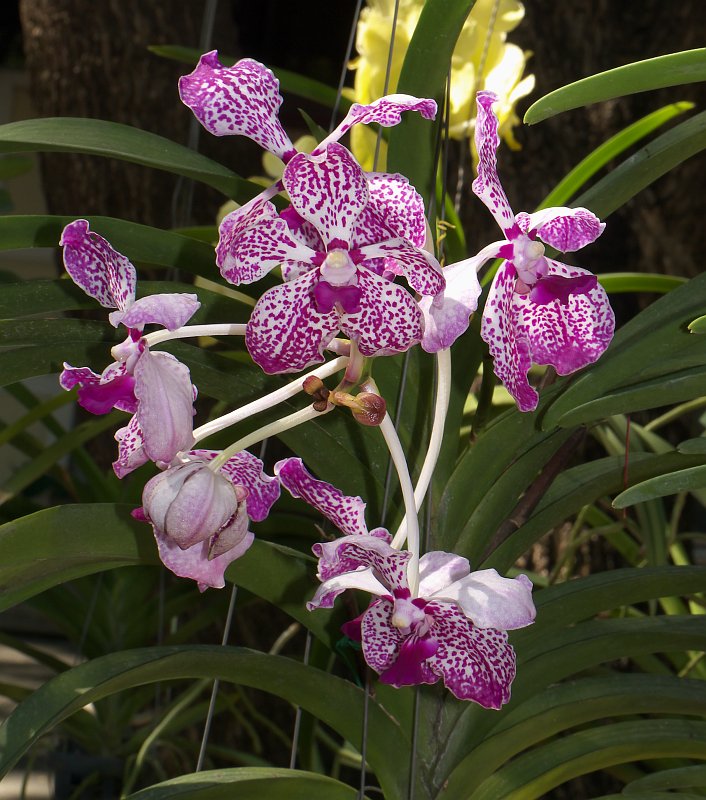 Januar-Treff des Orchideenvereins Chiang Mai P1500894