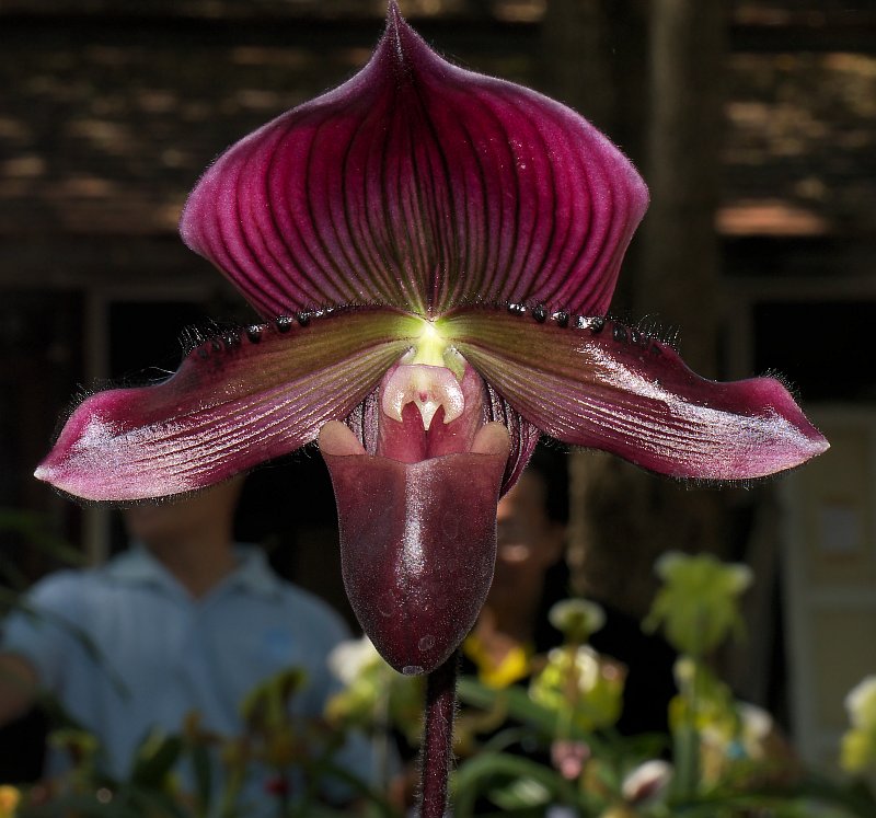 Januar-Treff des Orchideenvereins Chiang Mai P1500911