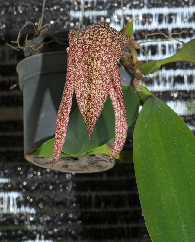 Orchideenausstellung zur Chiang Mai Flower Show  P1510588