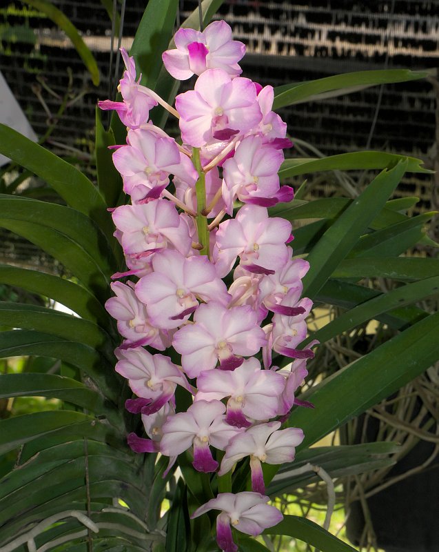 Orchideenausstellung zur Chiang Mai Flower Show  P1510609