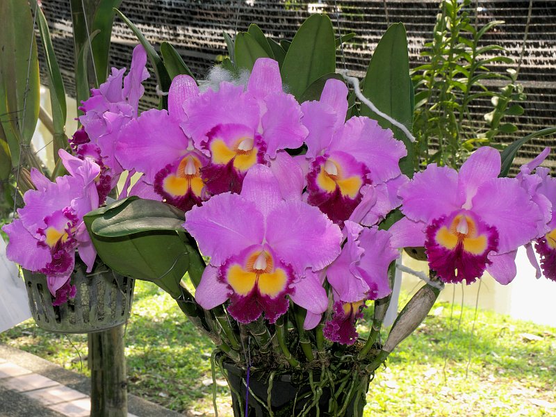 Orchideenausstellung zur Chiang Mai Flower Show  P1510614