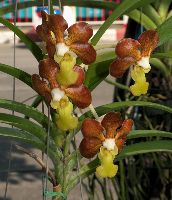Orchideenausstellung zur Chiang Mai Flower Show  P1510617