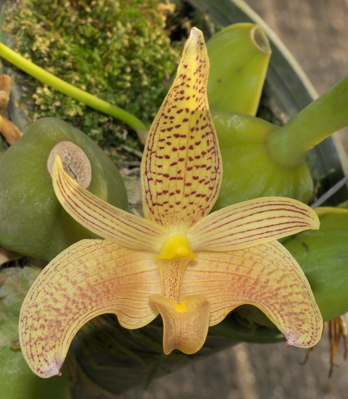 Orchideenausstellung zur Chiang Mai Flower Show  P1510629