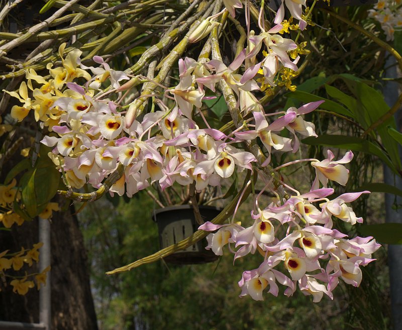 Treffen des Orchideenvereins Chiang Mai - März bis Mai P1510874
