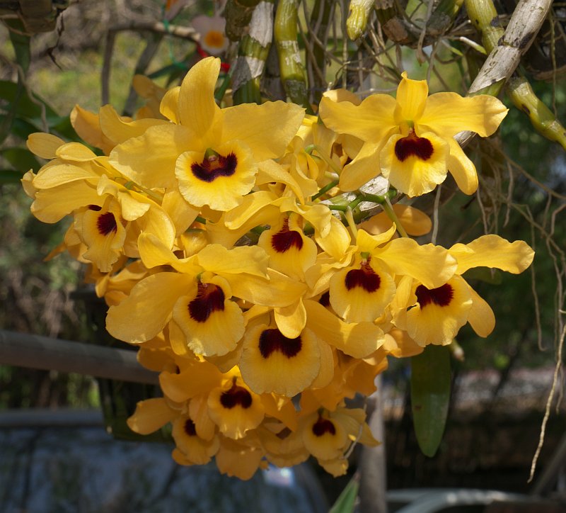 Treffen des Orchideenvereins Chiang Mai - März bis Mai P1510875