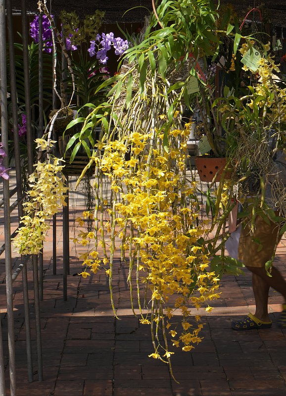 Treffen des Orchideenvereins Chiang Mai - März bis Mai P1510877