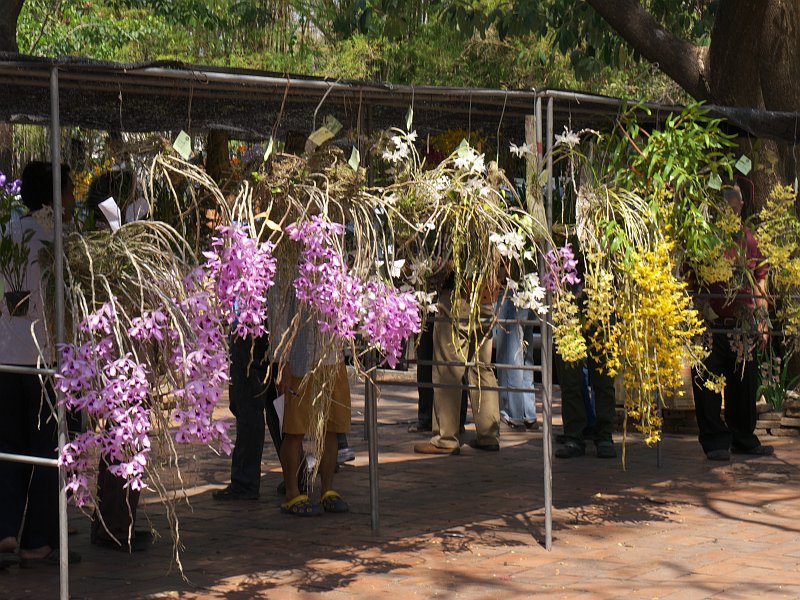 Treffen des Orchideenvereins Chiang Mai - März bis Mai P1510878