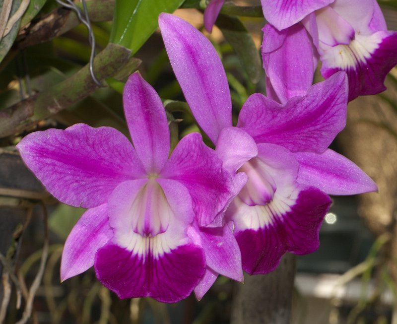 Treffen des Orchideenvereins Chiang Mai - März bis Mai P1510887