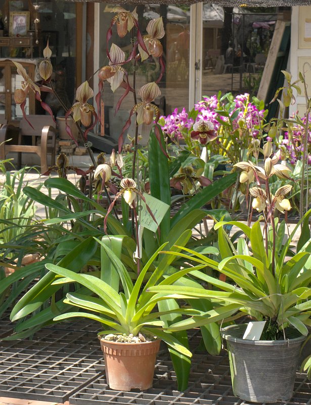 Treffen des Orchideenvereins Chiang Mai - März bis Mai P1510905