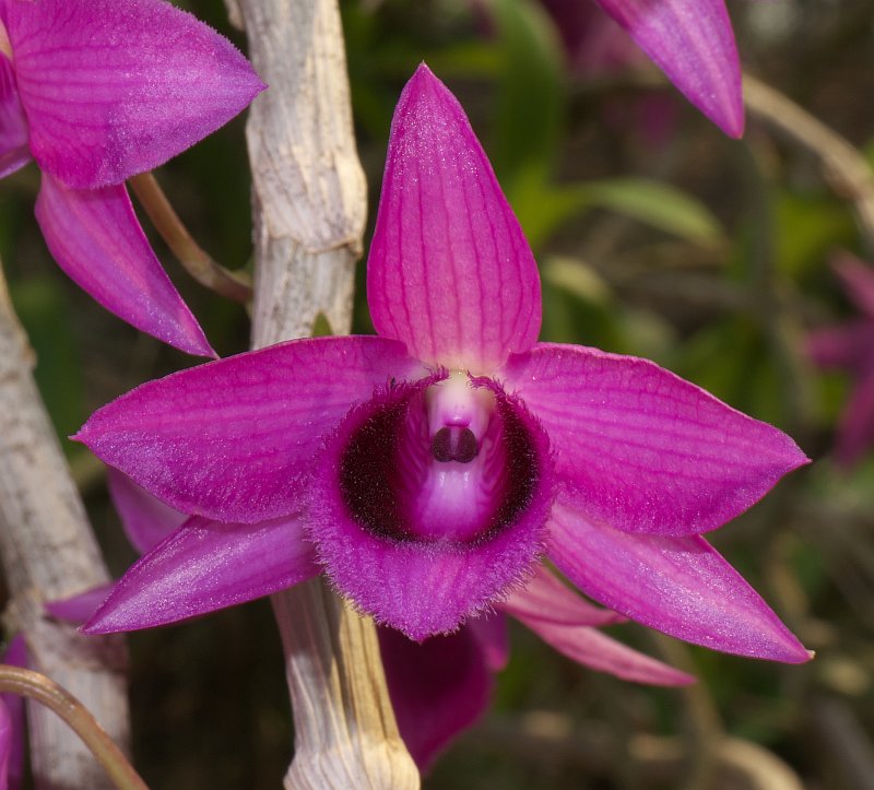 Treffen des Orchideenvereins Chiang Mai - März bis Mai P1520858