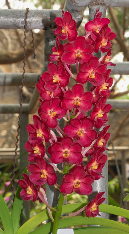 Treffen des Orchideenvereins Chiang Mai - März bis Mai P1520869