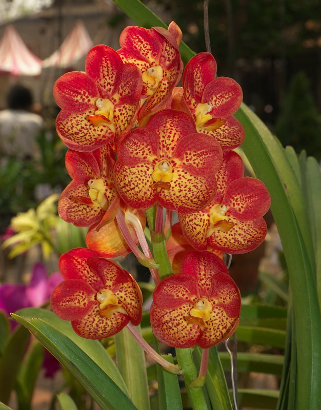 Treffen des Orchideenvereins Chiang Mai - März bis Mai P1520870