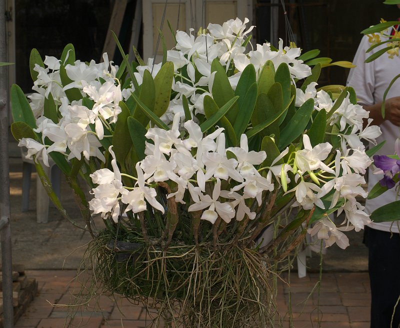 Treffen des Orchideenvereins Chiang Mai - März bis Mai P1520872