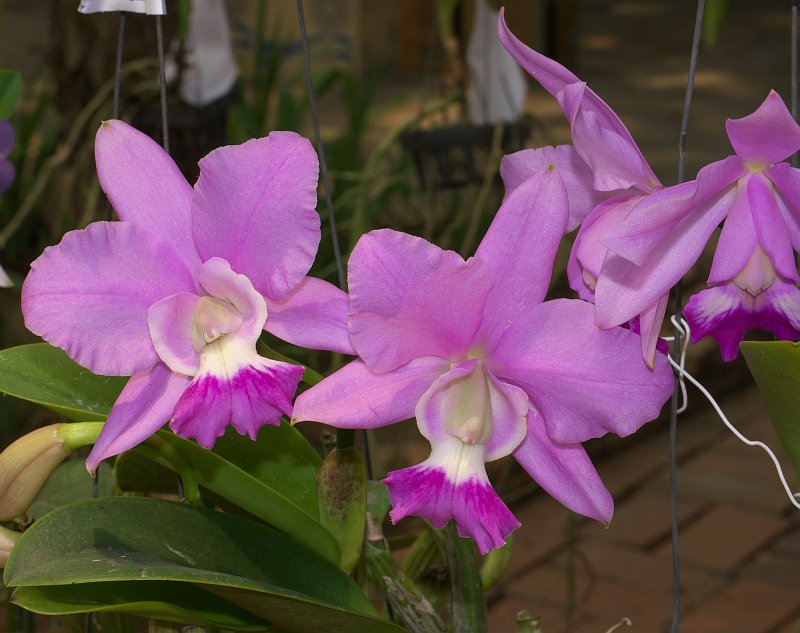 Treffen des Orchideenvereins Chiang Mai - März bis Mai P1520873
