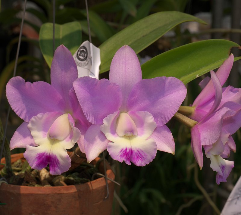 Treffen des Orchideenvereins Chiang Mai - März bis Mai P1520874