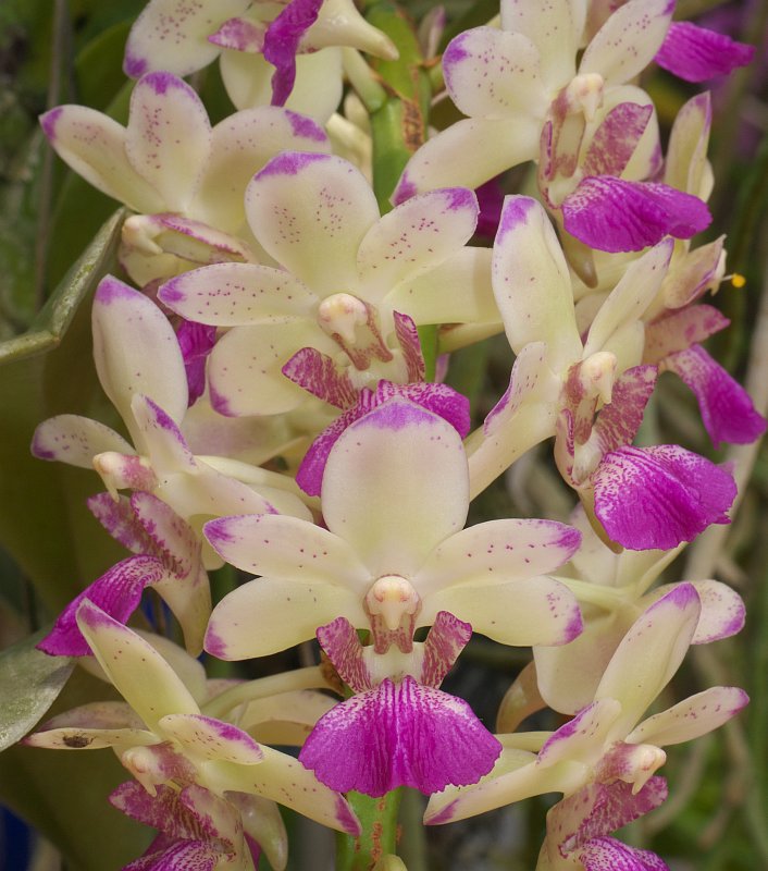 Treffen des Orchideenvereins Chiang Mai - März bis Mai P1520876