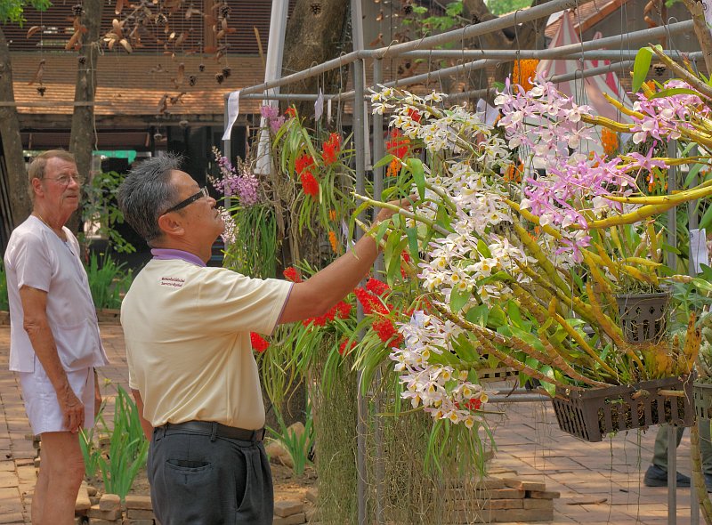 Treffen des Orchideenvereins Chiang Mai - März bis Mai P1520883-889