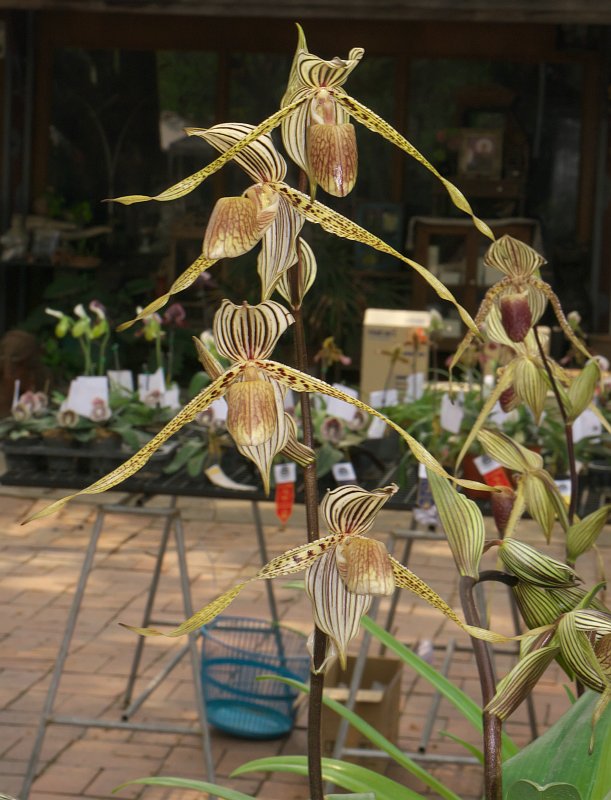 Treffen des Orchideenvereins Chiang Mai - März bis Mai P1520907