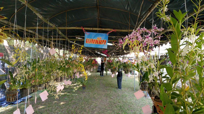 Sukhothai: Orchideenausstellung und historische Altstadt IMG_20170116_132609