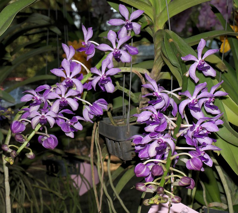 Sukhothai: Orchideenausstellung und historische Altstadt P1500943