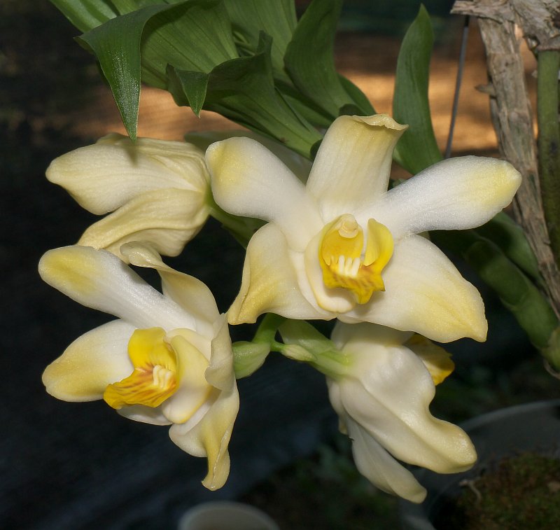 Sukhothai: Orchideenausstellung und historische Altstadt P1500973