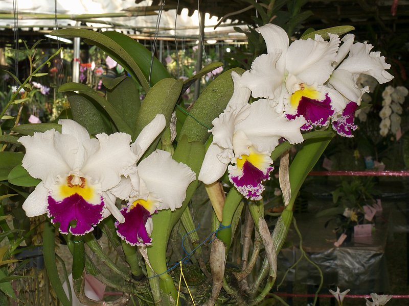 Sukhothai: Orchideenausstellung und historische Altstadt P1510198