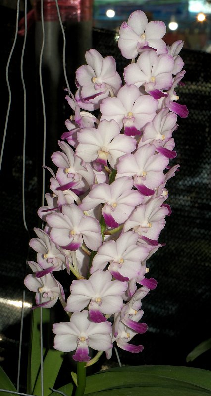 Sukhothai: Orchideenausstellung und historische Altstadt P1510223