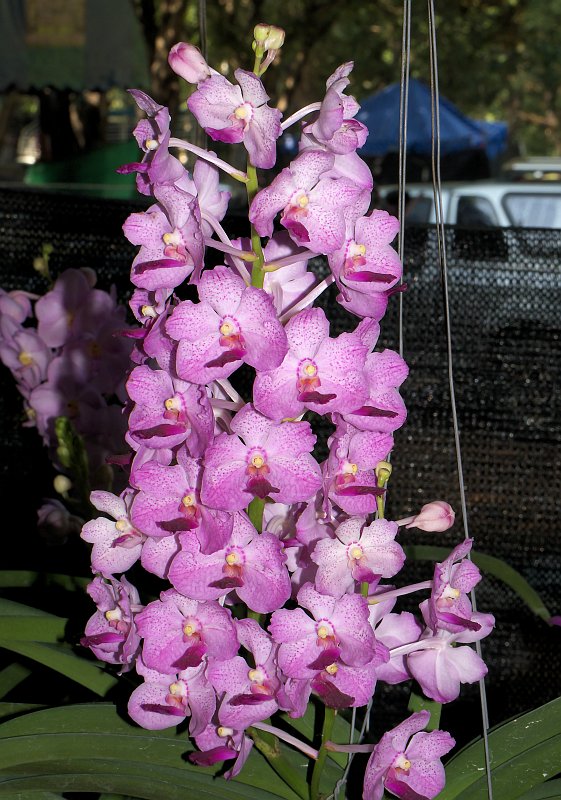 Sukhothai: Orchideenausstellung und historische Altstadt P1510224