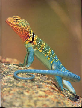 التماسيح والسحالي Lizard